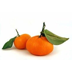 Premium Mandarinen (PromoBag)